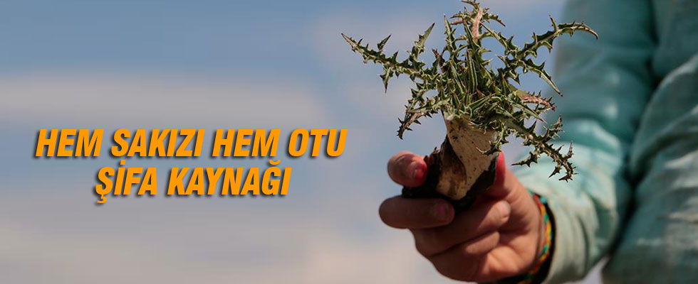 Hem sakızı hem otu şifa kaynağı