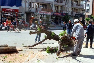 Salihli'de, Cadde Düzenlemesinde Ağaçlar Kesildi