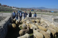 MEHMET REMZİ ARAYIT - Talihli Genç Çiftçilere Hibe Koyun Ve Koçları Teslim Edildi