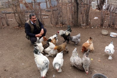 Ağrı'dan Irak'a Hint Horoz Ve Tavuklarını İhraç Edecek
