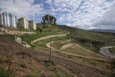 Karşıyaka'da 3 Yılda 50 Bin Fidan Toprakla Buluştu