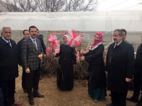 ARİF KARAMAN - Adilcevaz'da Çiftçilere Aşılı Ceviz Fidanı Dağıtıldı
