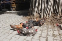 Ağrı'da Evinde Beslediği Tavuk Ve Horozları Pazarda Satıyor