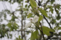 DOĞAL AFET - Bu Sene Meyve Bolluğu Yaşanacak