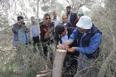 Adana'da 15 Bin Zeytin Ağacı Aşılanacak