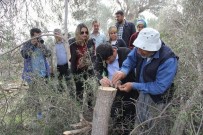 ZEYTİN AĞACI - Adana'da 15 Bin Zeytin Ağacı Aşılanacak