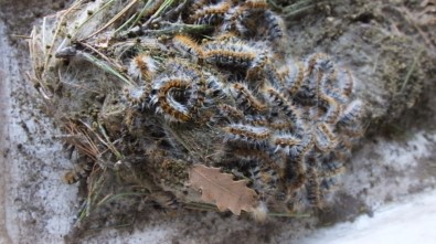 Burhaniye'de Çam Kese Zararlısına Böcekli Mücadele