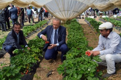 Didim'de 'Akköy Çileğinin' Tanıtımı İçin Hasat Şenliği Düzenlendi