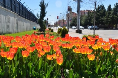 (Düzeltme) Diyarbakır Çiçek Bahçesine Dönüştü