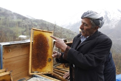 Arı Ölümleri Arıcıları Zor Durumda Bıraktı