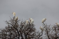 DOĞA FOTOĞRAFÇISI - Göçmen Kuşlar Hakkari Üzerinde Güneye Göç Etti