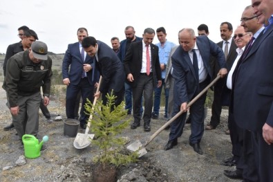 Azdavay'da Maden Sahaları Ağaçlandırılıyor
