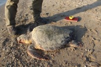 Kuşadası Körfezi'nde 2 Caretta Caretta Ölü Bulundu