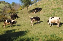 Aktaş; 'Aydın'daki Mera Alanları Daha Aktif Kullanılmalı'