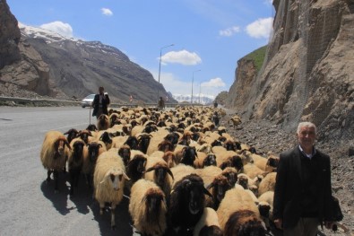 Hakkari'de Sürüler Meraya Çıkartılmaya Başlandı