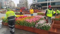 LALE FESTİVALİ - Taksim Meydanı Lalelerle Süslendi