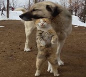 SOKAK KÖPEĞİ - Tunceli'de Kedi Ve Köpeğin Dostluğu