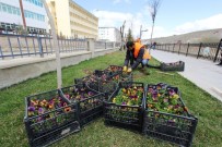 LALE SOĞANI - Bayburt Çiçek Açıyor