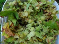 Fındık Üreticisinde TMO Sevinci