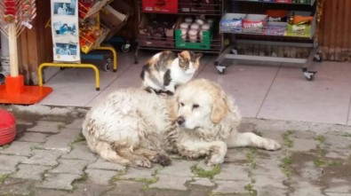 Kedi İle Köpeğin Dostluğunu Gören Şaşırıyor