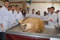 Şanslı Veteriner Adaylarına Aslanlı Eğitim