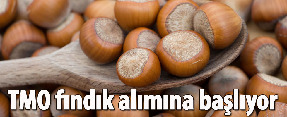 TMO fındık alımına Pazartesi günü başlayacak