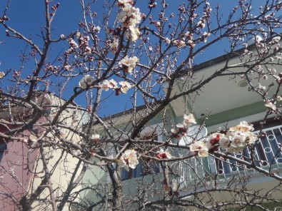 Van'da Meyve Ağaçları Çiçek Açtı