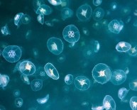 DENIZANASı - İskenderun Körfezi'nde Olağan Dışı Denizanası Hareketliliği