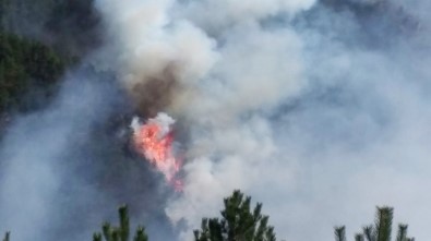 Kastamonu'da Orman Yangınları