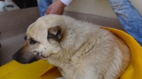 ÖĞRENCİ SERVİSİ - Öğrenci Servisi Köpeğe Çarptı