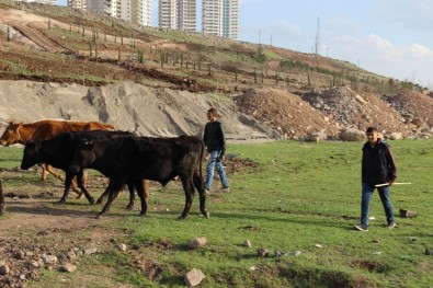 Sur'un Fedakar Çocukları