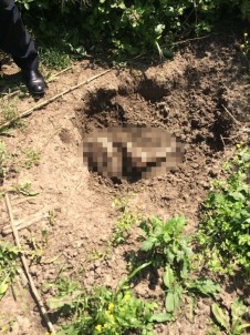 Adana'da Ormanlık Alanda Erkek Cesedi Bulundu