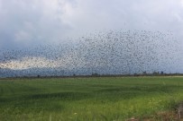 ÇEKİRGE İSTİLASI - Aydın Ovası'nı Kuşlar İstila Etti