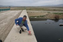 Pes dedirtten hırsızlık