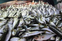 TROL - Av Sezonu Kapandı, Balık El Yakıyor