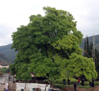 Kuşadası'nda 300 Yıllık Anıt Ağaç İçin Seferberlik