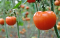 İHRACAT RAKAMLARI - Rusya'nın Almadığı Domates İhracatında Yüzde 44'Lük Artış