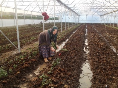 Samsun'da Genç Çiftçi Desteği Alanlardan Yüzde 76'Sı Kadın