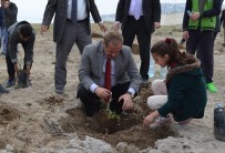 ARİF KARAMAN - Adilcevaz'da 150 Aşılı Ceviz Fidanı Toprakla Buluştu