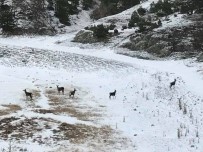 MEHMET DEMIR - Yiyecek Arayan Karacalar Köye İndi