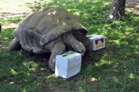 FARUK YALÇIN HAYVANAT BAHÇESİ - 97 Yaşındaki Kaplumbağanın Derbi Tahmini Tuttu