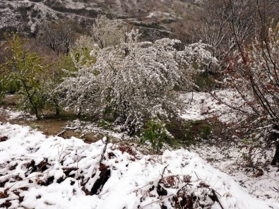 Aydın'da Kar İle Bahar Bir Arada