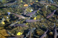 Bu Balıklar Çanakkale Gazisi Haberi