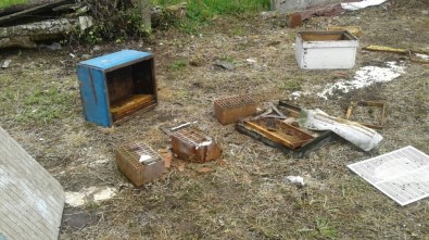 Sakarya'da Ayılar Arı Kovanlarına Saldırdı