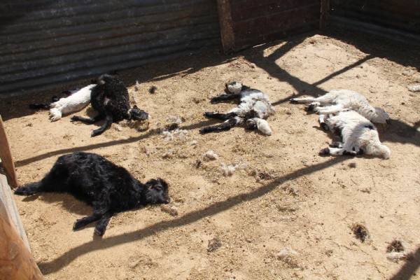 Kurt, 150 hayvanı telef etti