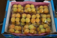 TOPTANCI HALİ - 'Erkenci Kayısı' Üreticileri Memnun Etti