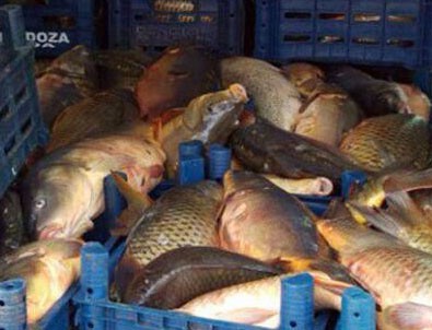 Kaçak avcılar 5 ton balıkla yakalandı