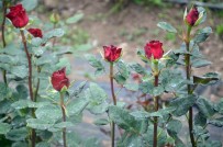 BOLAMAN - Kesme Çiçekler 'Anneler' İçin Kesiliyor