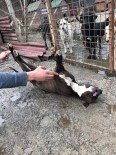PİTBULL - Köpek Barınağına Konulan Pitbull Ölü Bulundu
