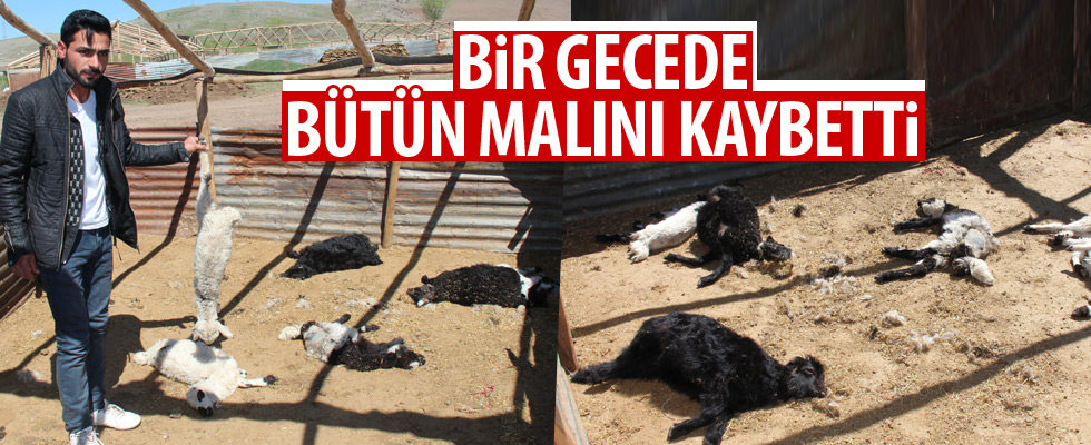 Kurt, 150 hayvanı telef etti